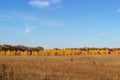 Field with withered motley grass against trees with fall foliage