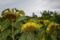 Withered sunflowers in front of a church