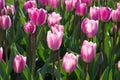 Pink tulips in bright sunlight in springtime