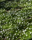 Field of wood anemones