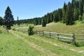 The field and wooden fence,coniferous forest Royalty Free Stock Photo