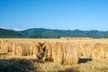 Field work. Landscape of a mountain and a field with cut wheat. Dried hay on rolls in the field. Straw in straw stubble. Large
