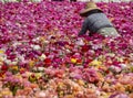 Field Worker Picking Giant Ranunculus Flowers for the Market