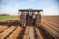 Field worker planting asparagus Royalty Free Stock Photo