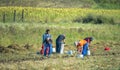 Field Workers Harvesting Potato Royalty Free Stock Photo