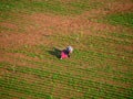 Field workers in Jezreel Valley, Israel