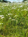 A field with yarrow, a medicinal plant with small white flowers. Natural medical pantry