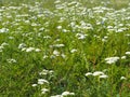 A field with yarrow, a medicinal plant with small white flowers. Natural medical pantry