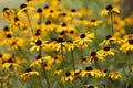 Field of yellow Black-eyed Susan flowers on green stems Royalty Free Stock Photo