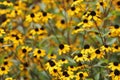 Field of yellow black-eyed Susan flowers on black stems Royalty Free Stock Photo