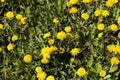 a field with yellow blooming dandelions in the spring season Royalty Free Stock Photo