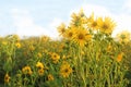 Field with yellow blooming mixed silphie