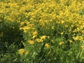 A field of yellow