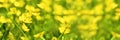 Field of yellow buttercup flowers panoramic summer background