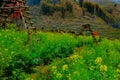 Field of yellow canola flowers in the center of CatCat village, Sapa. A few ancient stilt houses of peaceful ethnic people in the