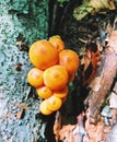 A field of yellow cap mushrooms growing inside woods Royalty Free Stock Photo