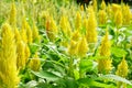 Field of yellow celosia or plumed celusia flower Royalty Free Stock Photo