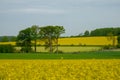 A field with yellow colored rapeseed flowers
