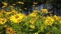 Field of yellow coneflowers Rudbeckia with lake and trees in background