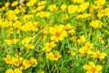 Field of Yellow cosmos flowers Royalty Free Stock Photo