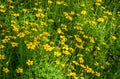 Field of Yellow cosmos flowers Royalty Free Stock Photo