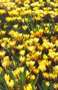 Field with an abundance of yellow crocuses Royalty Free Stock Photo