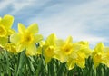 Field of Yellow Daffodils Royalty Free Stock Photo