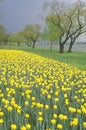 Field of yellow daffodils, Spring, Washington, DC