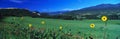 Field of yellow daisies Royalty Free Stock Photo