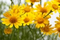 Field of yellow daisy