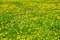 Field with yellow dandelions, summer, nature, background