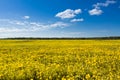 Field of yellow dandelions against the blue sky. Royalty Free Stock Photo