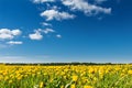 Field of yellow dandelions against the blue sky. Royalty Free Stock Photo