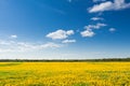 Field of yellow dandelions against the blue sky. Royalty Free Stock Photo