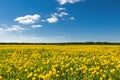 Field of yellow dandelions against the blue sky. Royalty Free Stock Photo