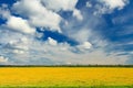 Field of yellow dandelions against the blue sky. Royalty Free Stock Photo