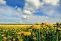 Field of yellow dandelions against the blue sky. Royalty Free Stock Photo