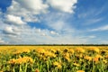 Field of yellow dandelions against the blue sky. Royalty Free Stock Photo
