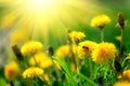 Field with yellow dandelions against blue sky and sun beams. Spring background. Soft focus Royalty Free Stock Photo