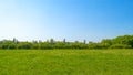 Field with yellow dandelions and blue sky Royalty Free Stock Photo