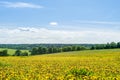 Field with yellow dandelions and blue sky. Royalty Free Stock Photo