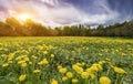 Field with yellow dandelions and blue sky Royalty Free Stock Photo