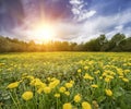 Field with yellow dandelions and blue sky Royalty Free Stock Photo