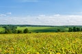 Field with yellow dandelions and blue sky. Royalty Free Stock Photo