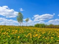 Field with yellow dandelions and blue sky Royalty Free Stock Photo