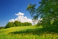 Field with yellow dandelions and blue sky Royalty Free Stock Photo