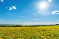 Field with yellow dandelions, blue sky and sun. Royalty Free Stock Photo