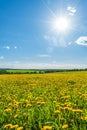 Field with yellow dandelions, blue sky and sun. Royalty Free Stock Photo