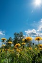 Field with yellow dandelions and blue sky in sunny day. Royalty Free Stock Photo