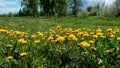 Field with yellow dandelions and blue sky in sunny day. Royalty Free Stock Photo